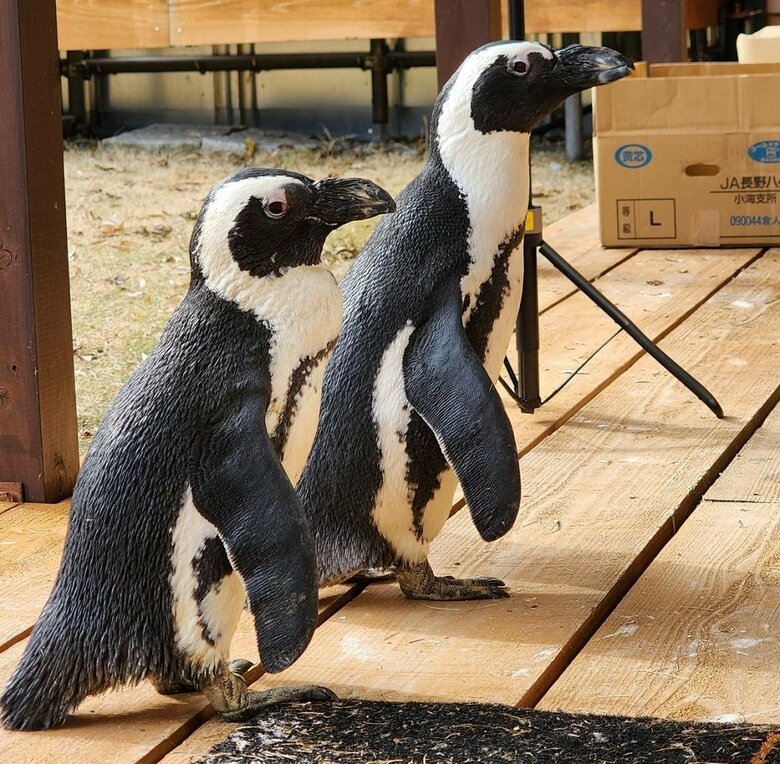 ペンちゃん（手前）、ガンくん（奥）