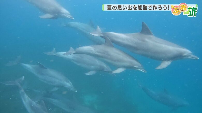 イルカと一緒に泳ぐドルフィンスイミングで撮影