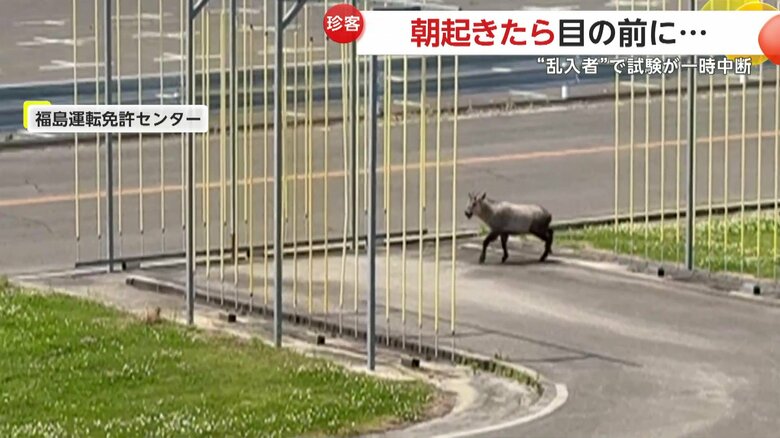 仮免試験というタイミングで現れた「ニホンカモシカ」（10日午前9時半頃、福島市の運転免許センター）