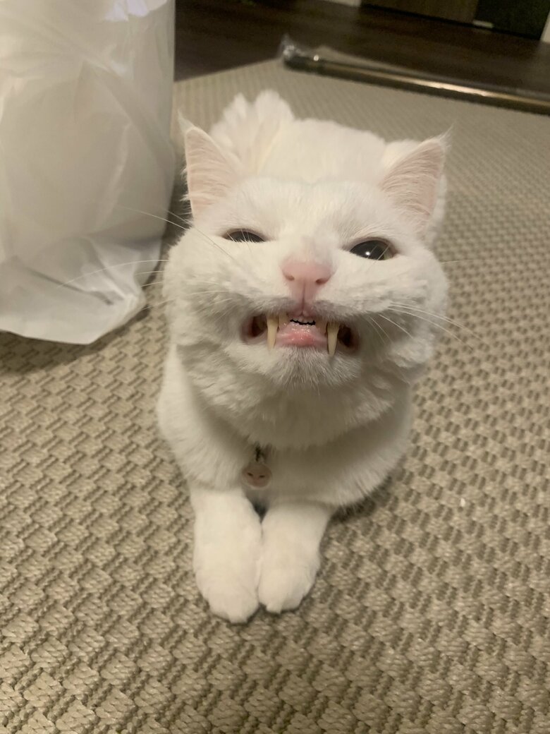 提供：@hakusama0906