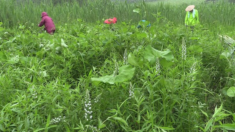 雨の中外来種駆除をする住民たち