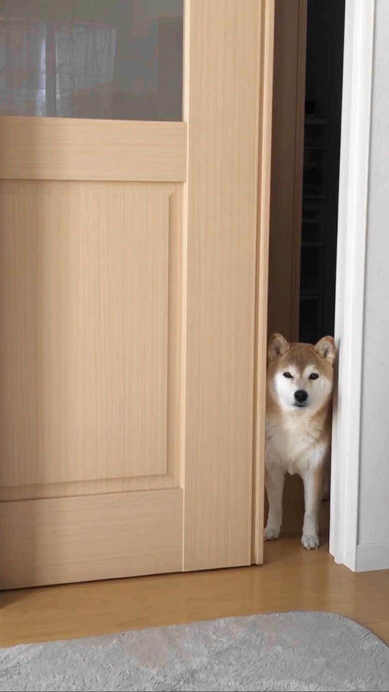 提供：柴犬ももさん