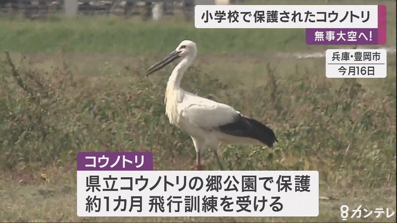 小学校のプールで発見…保護されたコウノトリ 無事大空へ