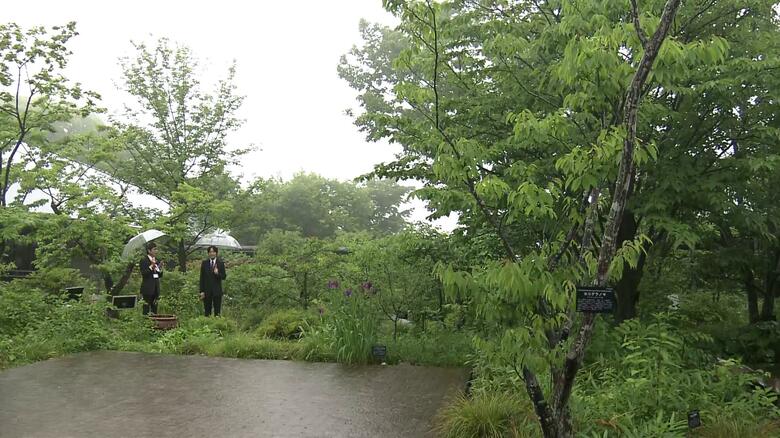 画面の右端が「ヨコグラノキ」