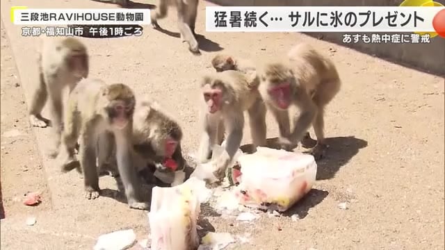 37度超えの猛暑日…京都・福知山市の動物園でサルに氷のプレゼント