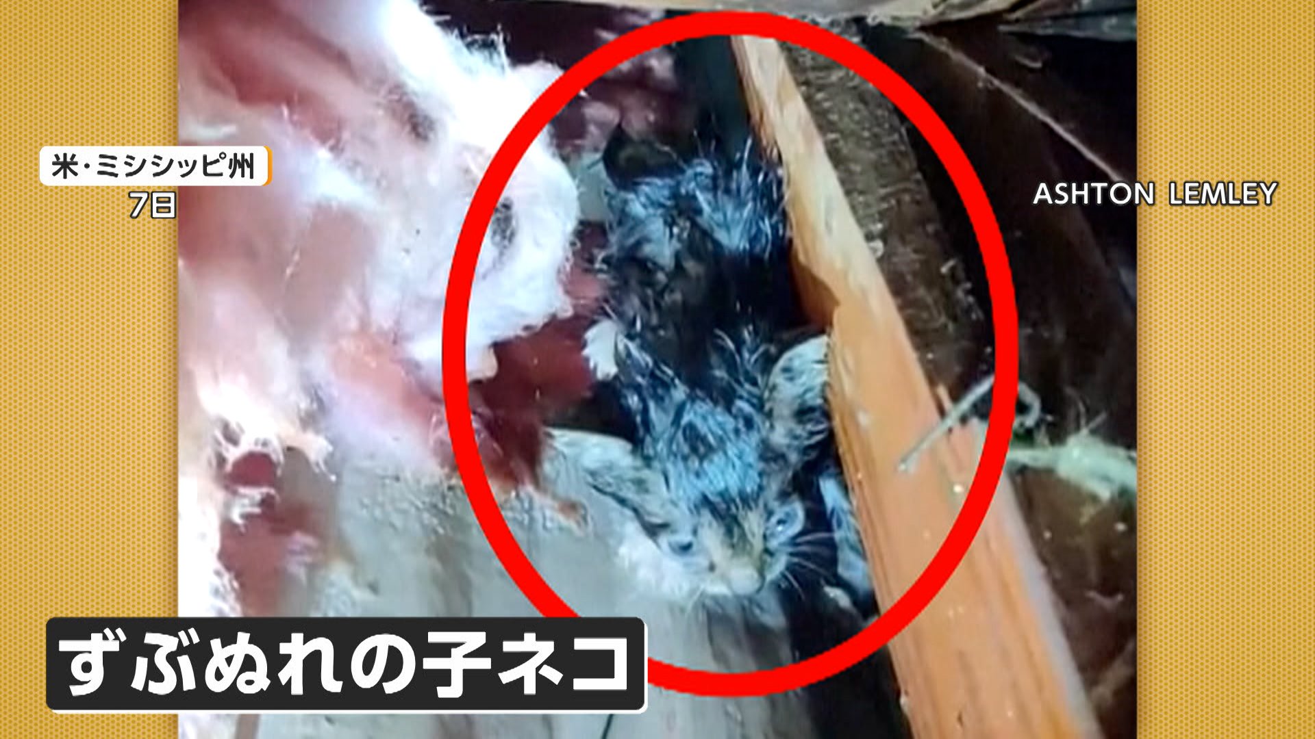 瓦礫をどけると“子猫”　3つの竜巻が建物を襲う　約500軒の住宅被害も死者なし　アメリカ