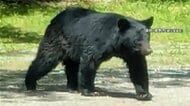 富士山で山開きも…山麓の河口湖周辺にクマ出没　去年から目撃相次ぐ　専門家「生息域拡大が原因か」登山時にも注意を