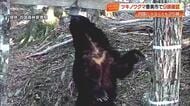 四国で「ツキノワグマ」が絶滅の恐れ　最新調査で25頭確認・高知は9頭　生息域把握し「共存」目指す