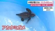 小学校が受け入れ　アカウミガメ赤ちゃん　御前崎市で児童が飼育　約50年続く学校の伝統　大切に育てたい