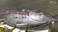 真鯛は1キロ5000円！250種類超の魚が競り落とされる「初競り」年始の悪天候で前年の3分の1の入荷