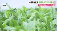 一番茶の荒茶生産量　静岡県が2年ぶり首位　天候に恵まれ32%増　「抹茶ブーム」も追い風