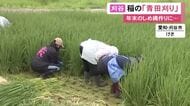 年末の迎春準備に向け…しめ縄づくりに使う稲の青田刈り 穂が出る前に刈り取って2日間天日干しに 愛知県刈谷市