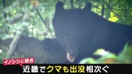 冬眠を前に近畿各地でクマが出没　「柿の木」がある家は要注意！　山登りでは対策を　【大阪発】　
