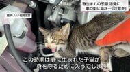 【雨の日には猫バンバンを】春に生まれた子猫がエンジンルームへ　6月は11月の約5倍　大切な愛車と小さな命を守る3ステップ