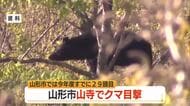 【クマ出没】山寺でまたクマ目撃…山形市の目撃2026年4月以降29件目　高畠町・庄内町でも目撃　山形