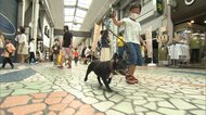 人出激減の商店街　“犬町銀座”プロジェクト始動！イヌと一緒にお買い物【静岡発】