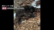 【ヒグマ速報】60代男性ハンターが手負いのヒグマに襲われ負傷…北海道内でのクマによる人身被害は今年初めて…春期管理捕獲中にクマの逆襲受ける〈北海道島牧村〉