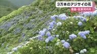 徳島の高原に咲く３万本のアジサイの花　真夏でも涼しい避暑地「大川原高原」　徳島市を遠望　徳島・佐那河内村