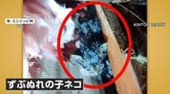 瓦礫をどけると“子猫”　3つの竜巻が建物を襲う　約500軒の住宅被害も死者なし　アメリカ