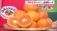 選果量は1日20トン超…愛知県蒲郡市で最高級ミカンの出荷作業が最盛期 名古屋や関東など全国15の市場へ