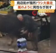 「倒したぞ！」商店街で牛が大暴走…男性に突進タックルで騒然　住宅街では嵐で屋根“吹っ飛び”危うく衝突も　トルコ