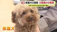 保護犬の頭数が20年間で9割減少　社会に浸透する意識の変化と広がる取り組み　1頭でも多くの命をつなげる　静岡