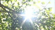 東京都心で2日連続「夏日」 全国でも250地点超える