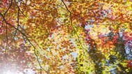 カエデ色づく…紅葉見ごろ 標高1600メートルの八千穂高原 観光客も続々と 15日は青空広がる