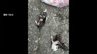 子ネコたち異常な捨て方 ゴミ袋に入れ一番下に...