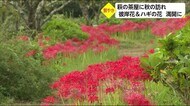 萩の茶屋 彼岸花とハギの花が見頃 宮崎県