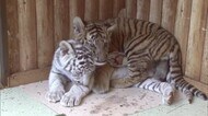 赤ちゃんトラに触れて一緒に写真撮影!生後3カ月のホワイトタイガーも【香川・東かがわ市】