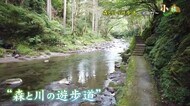 【小旅】森と川の遊歩道 全長4キロの安らぎの道 【福井・池田町】