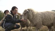 人と羊の幸せな共存！羊を飼いながら羊毛製品販売　目指すは大田市の“メェ～産品”
