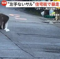 “左手ないサル”が川崎の住宅街で暴走…山梨・神奈川・東京で目撃情報相次ぐ　同一個体なら20日間で約100kmも移動か