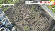 サトイモ畑に現れた大黒様！　名物の巨大地上絵に「農業が元気になってほしい」願い込める・制作期間は半月【山形発】