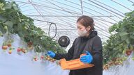 ブランドイチゴ「越後姫」に情熱注ぐ女性　経験・知識ゼロからスタート…父の思い継ぎ【新潟発】