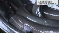 「うなぎを食べて幸せになってほしい」身が柔らかく肉厚な「新仔ウナギ」全国3位の出荷量を誇る宮崎から出荷はじまる
