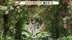 甘い香りに包まれて 600種類のバラが見ごろ 静岡・熱海市