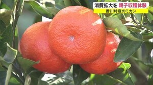 濃厚な甘さ…“日本一赤い”「小原紅早生みかん」産地交流会 親子で収穫体験も【香川・坂出市】