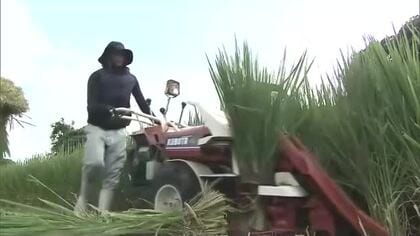 真夏の田んぼで”年の瀬支度”　 津山市で古くから伝わる正月お飾り「作州飾り」材料の稲の青刈り【岡山】