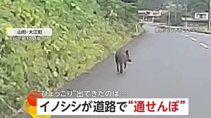 「しっぽフリフリしてかわいいけれど…」車に近づく警戒心ゼロのイノシシ　車の前にひょっこり現れた2匹のアライグマ
