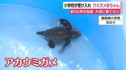 小学校が受け入れ　アカウミガメ赤ちゃん　御前崎市で児童が飼育　約50年続く学校の伝統　大切に育てたい