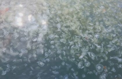 東京湾にふわふわ泳ぐ大量の“クラゲ”発生…原因は水温？専門家「風や波によって集まった可能性も」
