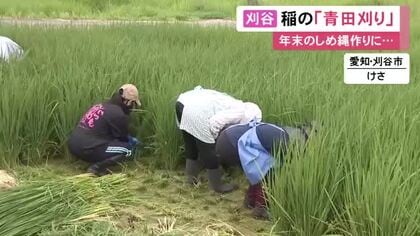 年末の迎春準備に向け…しめ縄づくりに使う稲の青田刈り 穂が出る前に刈り取って2日間天日干しに 愛知県刈谷市