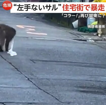 “左手ないサル”が川崎の住宅街で暴走…山梨・神奈川・東京で目撃情報相次ぐ　同一個体なら20日間で約100kmも移動か