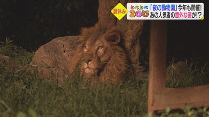 涼しく動物も活発…「夜の動物園」はいかが？夏の人気イベント開幕 動物たちの「夜の姿」たっぷりお届け【愛媛発】