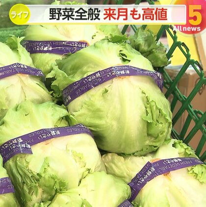 主要野菜14品目が平年より高値　干ばつ被害でキャベツ価格“3倍”に…「レンコン」など正月商品も早めの購入を　農水省「年明けも高騰続く」
