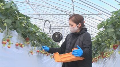 ブランドイチゴ「越後姫」に情熱注ぐ女性　経験・知識ゼロからスタート…父の思い継ぎ【新潟発】