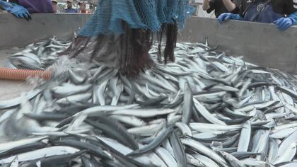 十数年ぶり大豊漁…「サンマの消費が増えると増える」ダイコン農家の膨らむ期待 寒暖差や雨量で今年の出来は