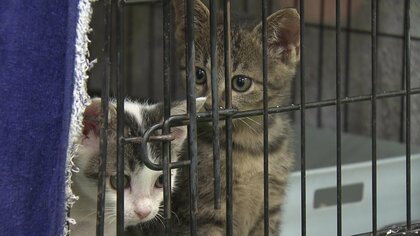 コロナ禍の「ペットバブル」はじけ…犬・ネコの殺処分がワーストレベルだった長崎県内　行き場を失ったペットたちは今